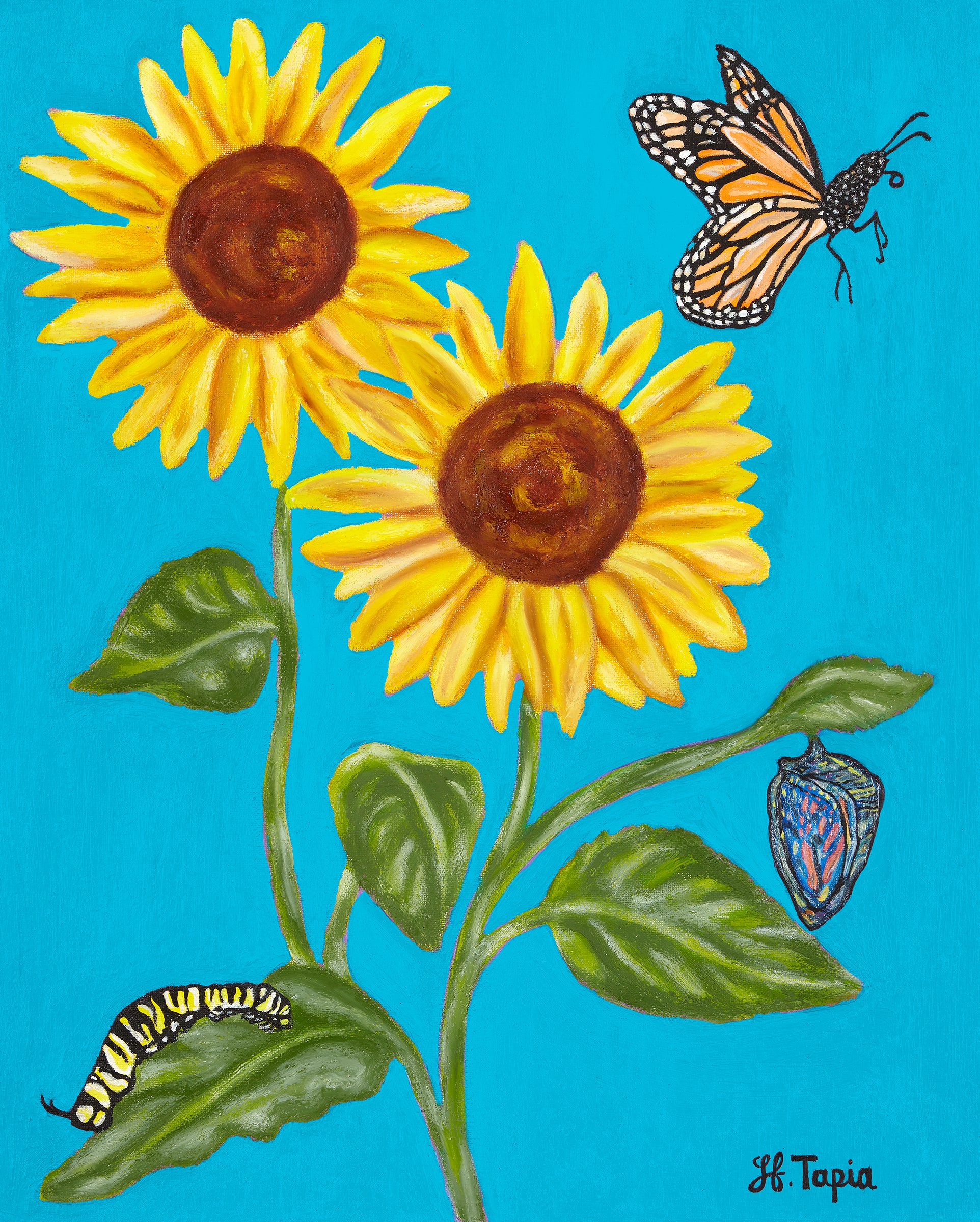 Sunflower ornament with blue background (rectangle shape)